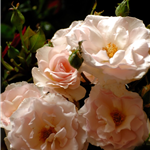A WHITER SHADE OF PALE (hybrid tea)
